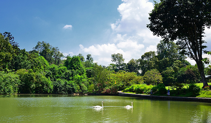 Swan Lake, Botanic Gardens Singapore