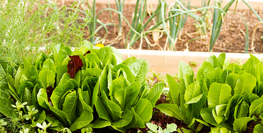 How To Grow Your Own Edible Garden Waytogo
