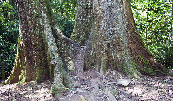 Giant tree in Cuc Phuong National Park