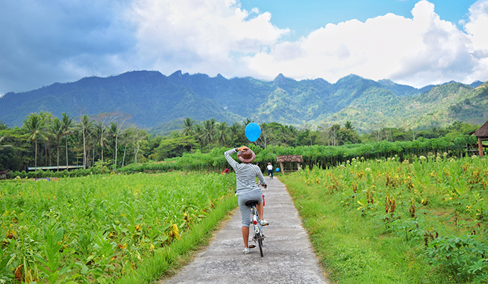 Cycling across the rice fields around Borobudur