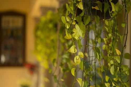 Photos by MEGHANAD GANPULE