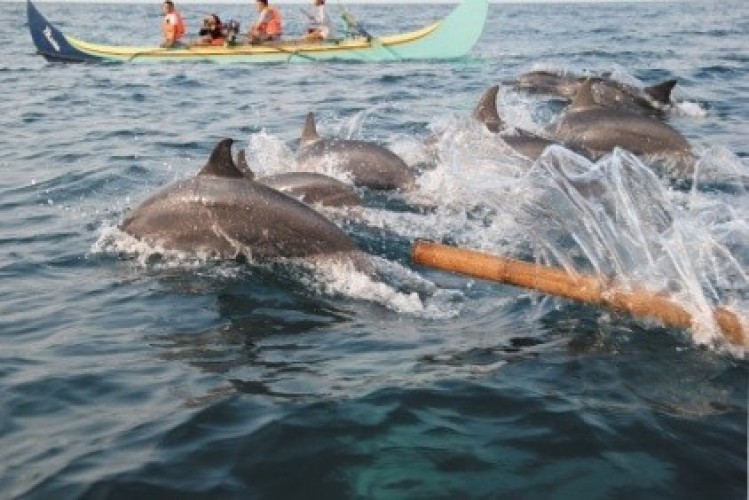 Wisata 4H3M Teluk Kiluan dari Lampung di Lampung