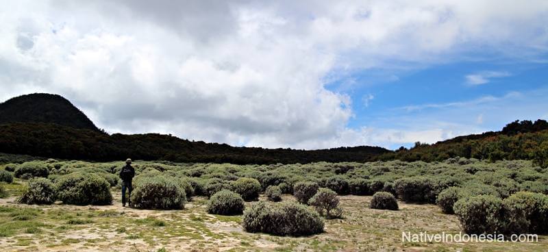 gunung Papandayan - Tegal Alun Padang Edelweis. Sumber: NativeIndonesia
