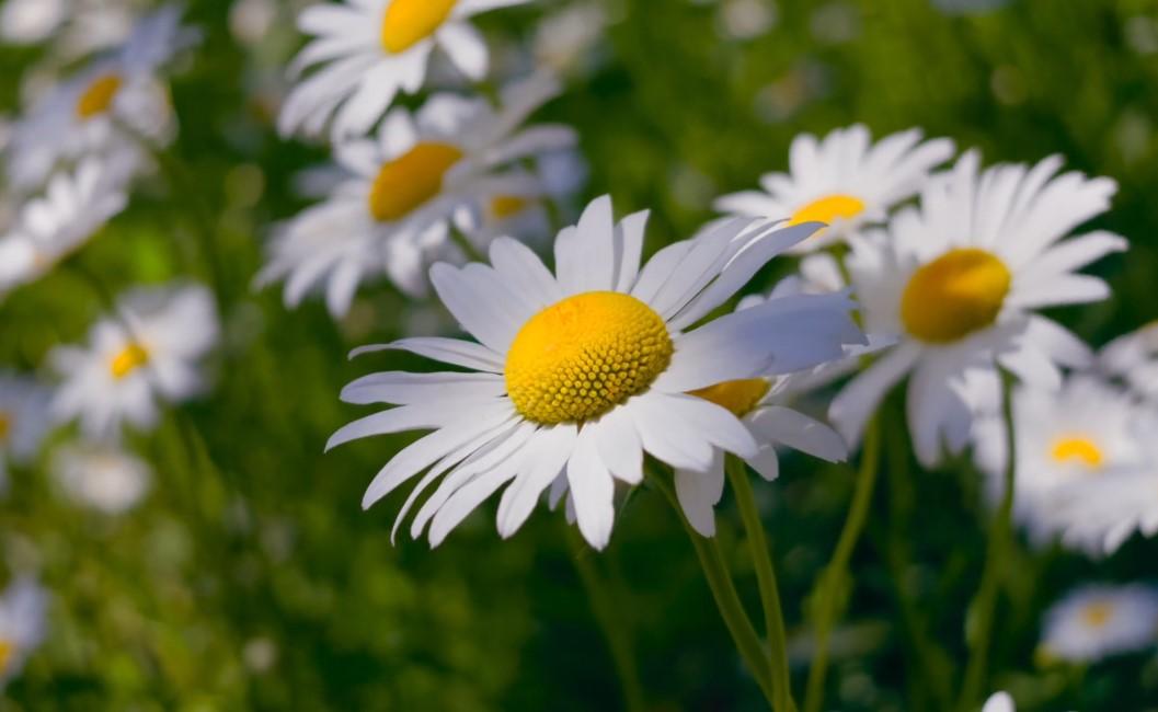 Insta360 Luna Ultra Malaysia macro telephoto precision